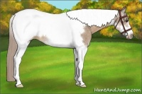Horse Color:Chocolate Palomino Roan Tobiano Frame 