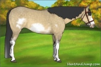 Horse Color:White Spotted Buckskin Dun Splash Frame 