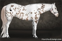 Horse Color:Liver Chestnut Tobiano Appaloosa