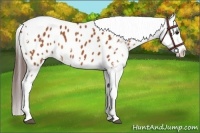 Horse Color:White Spotted Bay Tobiano Appaloosa