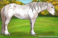 Horse Color:Chestnut Frame Appaloosa 