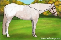 Horse Color:Chestnut Appaloosa