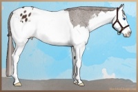 Horse Color:Liver Chestnut Sabino Splash Appaloosa 