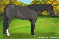 Horse Color:Black 