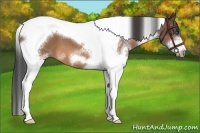 Horse Color:Bay Splash Tobiano Frame 