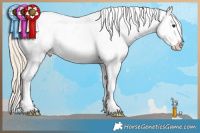 Horse Color:Palomino Sabino Appaloosa 