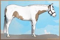 Horse Color:Bay Dun Splash Tobiano Rabicano 