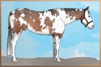 Horse Color:White Spotted Brown Roan Splash Varnish