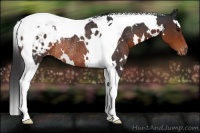 Horse Color:White Spotted Brown Tobiano Appaloosa Rabicano