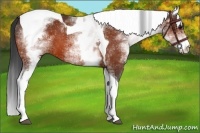 Horse Color:White Spotted Bay Tobiano