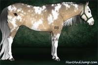 Horse Color:White Spotted Buckskin Dun Sabino Splash Rabicano 