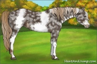 Horse Color:White Spotted Liver Chestnut Frame 