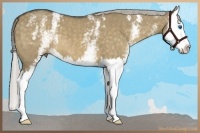 Horse Color:White Spotted Chocolate Palomino Dun Splash