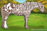 Horse Color:Chestnut Appaloosa 