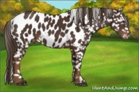 Horse Color:Liver Chestnut Appaloosa