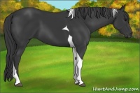 Horse Color:Black Tobiano
