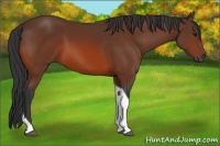Horse Color:Bay Tobiano 