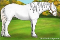 Horse Color:Perlino Blanket 