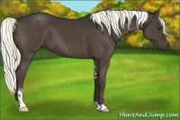 Horse Color:Liver Chestnut Sabino