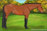 Horse Color:Bay 