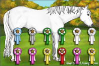 Horse Color:Gray White Spotted Buckskin Rabicano