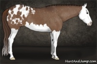 Horse Color:Liver Chestnut Splash Appaloosa