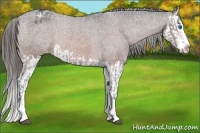 Horse Color:Bay Roan Sabino Splash Appaloosa and Bay Roan Sabino Splash Appaloosa Rabicano