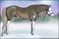 Horse Color:Chocolate Palomino Sabino Splash