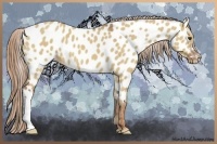 Horse Color:Red Dun Appaloosa 
