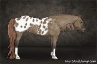 Horse Color:Liver Red Dun Appaloosa