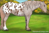 Horse Color:Chestnut Appaloosa