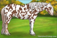 Horse Color:Chestnut Appaloosa 