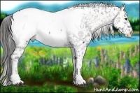 Horse Color:Blue Onyx Roan Snowcap 