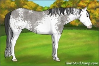 Horse Color:White Spotted Smoky Grullo Roan Splash 