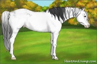 Horse Color:Black Sabino Splash