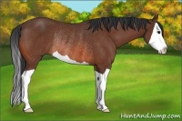 Horse Color:Bay Splash Rabicano 