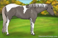 Horse Color:Silver Black Tobiano 