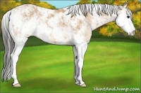 Horse Color:Buckskin Sabino