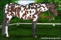Horse Color:Brown Near Leopard 
