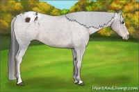 Horse Color:Liver Chestnut Sabino Appaloosa 
