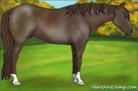 Horse Color:Liver Chestnut 