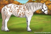 Horse Color:Chestnut Splash Appaloosa 