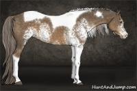 Horse Color:White Spotted Chocolate Palomino Tobiano 