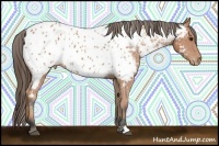 Horse Color:Bay Near Leopard Rabicano 