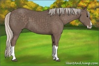 Horse Color:Silver Black Splash 