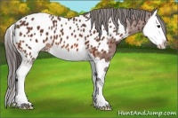 Horse Color:Bay Splash Appaloosa