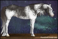 Horse Color:White Spotted Liver Chestnut Rabicano 