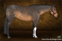 Horse Color:Buckskin 