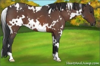 Horse Color:White Spotted Bay Roan