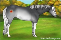 Horse Color:Silver Brown Chinchilla Splash 